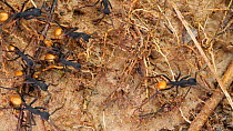 Slow motion clip of Army ants (Eciton rapax) on the rainforest floor, Orellana Province, Ecuador. (non-ex)