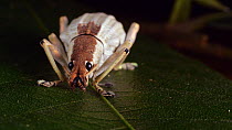 Glitter weevil (Compsus), Amazon rainforest, Orellana Province, Ecuador. (non-ex)