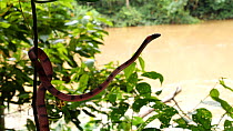 Tropical flat snake (Siphlophis compressus) descending down a vine, with Rio Tiputini in the background, Orellana Province, Ecuador.