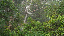 Slow motion clip of rain falling into the rainforest understory, Orellana Province, Ecuador.