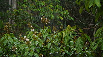 Slow motion clip of rain falling into the rainforest understory, Orellana Province, Ecuador. (non-ex)
