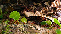 Leaf cutter ants (Atta sp) carrying leaves and pieces of yellow flowers along a branch, Amazon rainforest, Orellana Province, Ecuador.