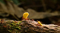Leaf cutter ants (Atta sp) carrying leaves and pieces of yellow flowers along a branch, Amazon rainforest, Orellana Province, Ecuador. (non-ex)