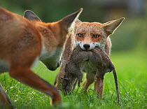 Red fox (Vulpes vulpes) cub defending its kill,a large Brown rat (Rattus norvegicus) from another cub, North London, UK. August. Highly commended in the Behaviour : Mammals Category of the Wildlife Ph...