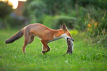 Red fox (Vulpes vulpes) carrying a large dead Brown rat (Rattus norvegicus) in an urban garden, North London, UK. August.