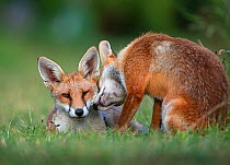 Red fox (Vulpes vulpes) dog interacting with a vixen in an urban garden. North London, UK. July.