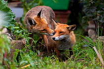 Red fox (Vulpes vulpes) dog interacting with a vixen in an urban garden. North London, UK. June.