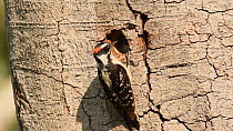 Male Downy woodpecker (Picoides pubescens) feeding nestling, Southern California, USA, May.