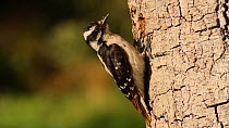 Female Downy woodpecker (Picoides pubescens) feeding nestling, Southern California, USA, May.
