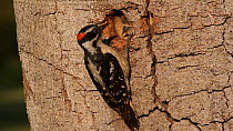 Male Downy woodpecker (Picoides pubescens) feeding its chick, Southern California, USA, May.