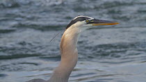 Great blue heron (Ardea herodias) swallowing a fish, with the fish visible in the herons throat, Southern California, USA, June.