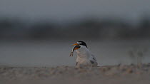 Male California least tern (Sternula antillarum browni) feeding on a fish after attempting to display with it and attract a female, Southern California, USA, June.