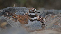 Female Killdeer (Charadrius vociferus) returning to nest to incubate eggs, Southern California, USA, June.