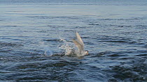 Forster's tern (Sterna forsteri) plunge diving for a fish, Southern California, USA, June.