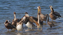 California brown pelicans (Pelecanus occidentalis) preening, with Double-crested cormorants (Phalacrocorax auritus) roosting nearby, Southern California, USA, June.