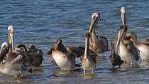 Flock of California brown pelicans (Pelecanus occidentalis) and Double-crested cormorants (Phalacrocorax auritus) taking off, Southern California, USA, June.