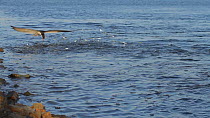 Black skimmer (Rynchops niger) hunting for fish, Southern California, USA, June.