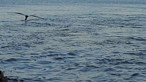 Black skimmer (Rynchops niger) hunting for fish, Southern California, USA, June.