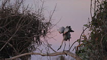 Great blue heron (Ardea herodias) stretching its wings at dusk, Southern California, USA, July.