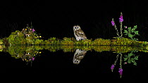 Tawny owl (Strix aluco) looking around, reflected in a pond, showing articultion of its neck, UK, July.