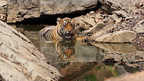Bengal tiger (Panthera tigris tigris) drinking whilst wallowing in a pool, thermoregulating, Ranthambore, India.