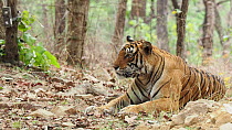 Male Bengal tiger (Panthera tigris tigris) lying down, resting during courtship, Ranthambore, India.