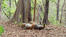 Male Bengal tiger (Panthera tigris tigris) rolling, part of mating routine, Ranthambore, India.