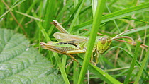 Meadow grasshopper (Chorthippus parallelus) walking away through grass, Bristol, England, UK, July.