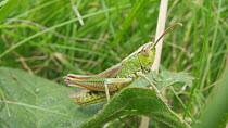 Meadow grasshopper (Chorthippus parallelus) stridulating, Bristol, England, UK, July.