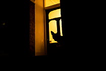 Red fox (Vulpes Vulpes) silhouetted in door to a house, North London, England, UK. June.