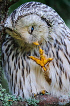 Female Ural owl (Strix uralensis) preening foot, Tartumaa county, Southern Estonia.