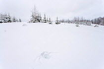 Ural owl (Strix uralensis) print in snow after landing on prey, Valgamaa county, Southern Estonia. January