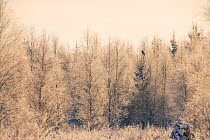 Ural owl (Strix uralensis) frozen winter hunting habitat, Tartumaa county, Southern Estonia. January