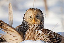 Ural owl (Strix uralensis) landed on prey in winter, Tartumaa county, Southern Estonia. January.