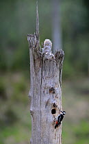 Ural owl (Strix uralensis) nest on top of an aspen snag with a visiting Great-Spotted Woodpecker (Dendrocopos major) Tartumaa county, Southern Estonia. May.