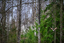 Ural owl (Strix uralensis) taking off from a spruce tree, Tartumaa county, Southern Estonia. April.