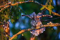 Ural owl (Strix uralensis) female perching on spruce branch and stretching its wings, Tartumaa county, Southern Estonia. May.