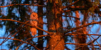 Ural owl (Strix uralensis) perching on an old spruce tree in red evening light, Tartumaa county, Southern Estonia. May.