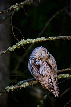 Ural owl (Strix uralensis) female perched on spruce branch preening itself, Tartumaa county, Southern Estonia. May.