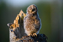 Ural owl (Strix uralensis) nestling, Tartumaa county, Southern Estonia. May.