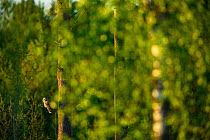 Ural owl (Strix uralensis) perched in Aspen tree in summer. Tartumaa county, Southern Estonia. May.