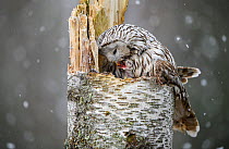 Ural owl (Strix uralensis) female on the nest feeding a very young nestling in snowfall, Tartumaa county, Southern Estonia. May.