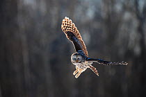 Ural owl (Strix uralensis) in flight, hunting, Tartumaa county, Southern Estonia. February.