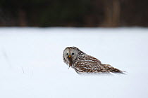 Ural owl (Strix uralensis) feeding on vole in snow, Tartumaa county, Southern Estonia. March.