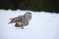 Ural owl (Strix uralensis) about to take off, Tartumaa county, Southern Estonia. March.