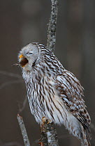 Ural owl (Strix uralensis) feeding on vole, Tartumaa county, Southern Estonia. March.