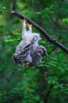 Ural owl (Strix uralensis) fledgling hanging upside down on branch, Tartumaa county, Southern Estonia. June