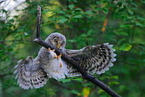 Ural owl (Strix uralensis) fledgling trying to balance itself on a branch, Tartumaa county, Southern Estonia. June