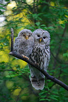 Ural owl (Strix uralensis) female with its fledgling on a branch, Tartumaa county, Southern Estonia. June