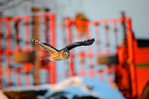 Ural owl (Strix uralensis) flying in front of agricultural equipment in Vorumaa county, Southern Estonia.  February.